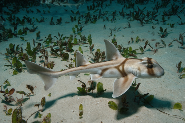 Port Jackson Shark Story An article about diving in a PJ Shark